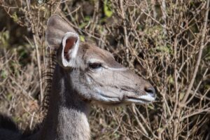 Entabeni Entabeni Game Reserve | Indigo Safaris