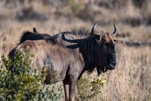 Entabeni Entabeni Game Reserve | Indigo Safaris