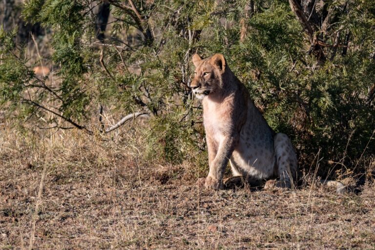 Entabeni Entabeni Game Reserve Safaris & Tours | Indigo Safaris