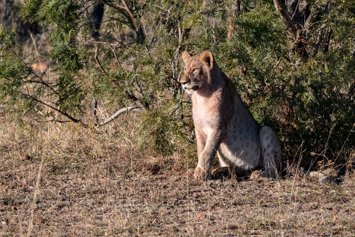 Lion standing by a bush in the Greater Kruger