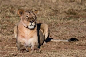 Entabeni Entabeni Game Reserve | Indigo Safaris