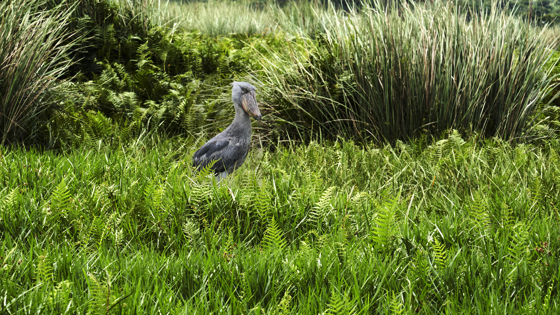 Activites offer the opportunity to track Shoe Bill Storks at Mabamba Swamps