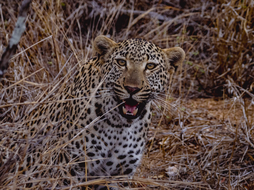 Leopard looking at camera with a cute, inquisitive expression on it's face, taken by Finn Bartlett in Kruger Park, Waterberg Reserves