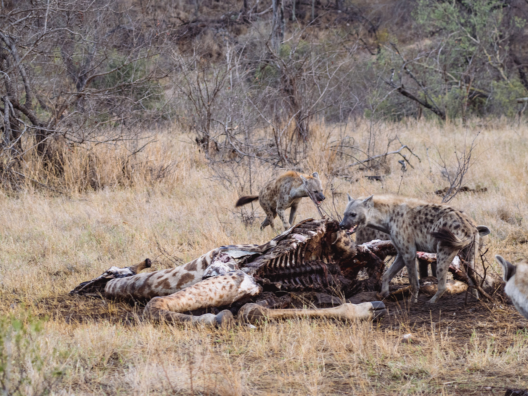 Hyenas in Kruger on a giraffe kill