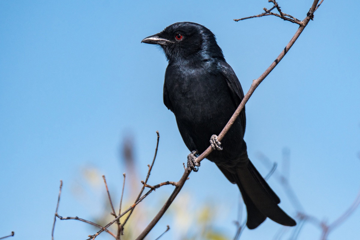 Fork tailed dronga on a small thin branch