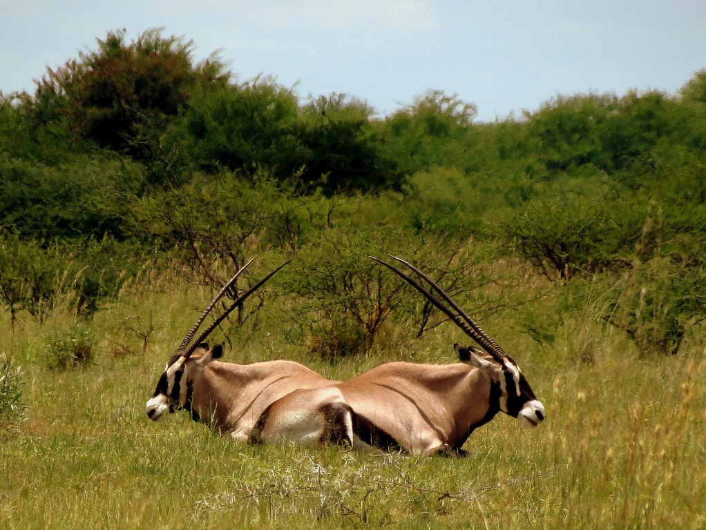 2 Oryx (also known as Gemsbok) lying down surrounded by short grass and shrubs and trees in the background.