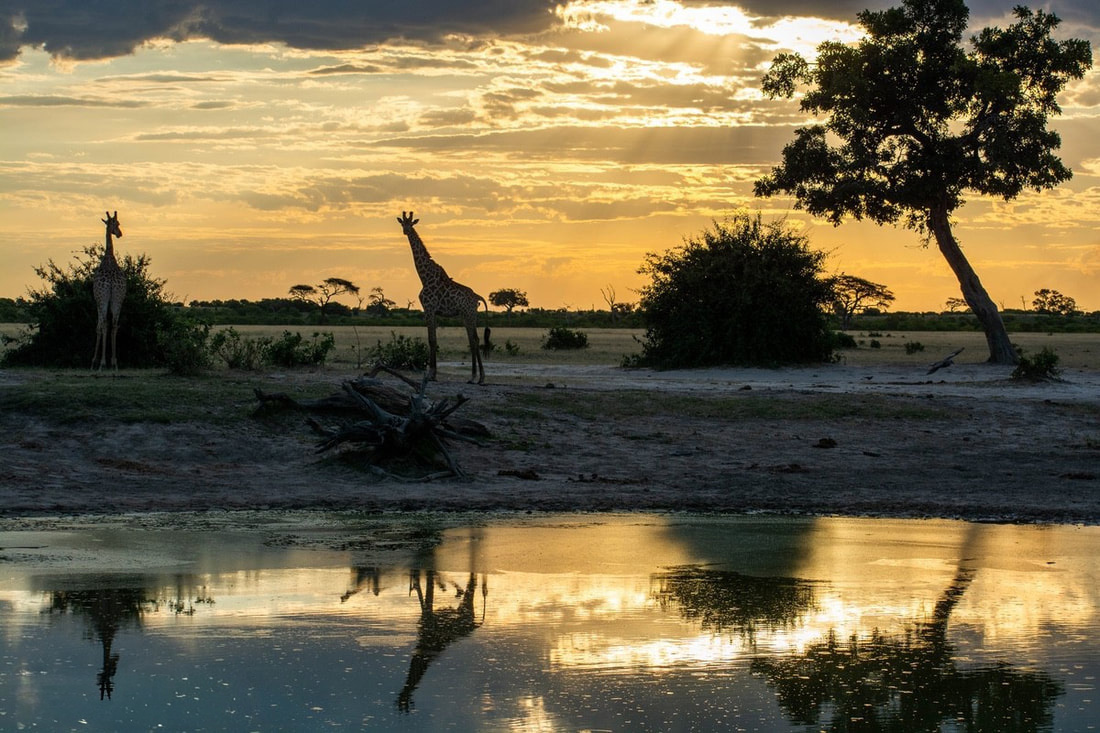 Savuti, Chobe National Park: A breathtaking sunset landscape with giraffes silhouetted against the vibrant sky, highlighting the beauty and wildlife of this Botswana destination.