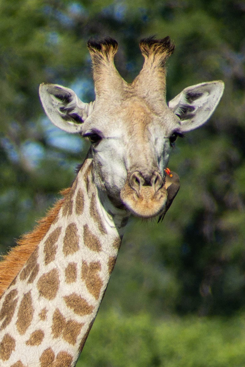 A close up of a Giraffe with an ox pecker cleaning it's nose.