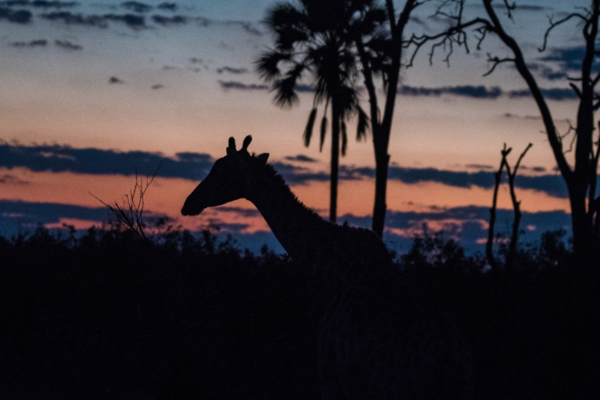 The silhouette of a giraffe with the silhouette in the back ground and a sunset as the backdrop.