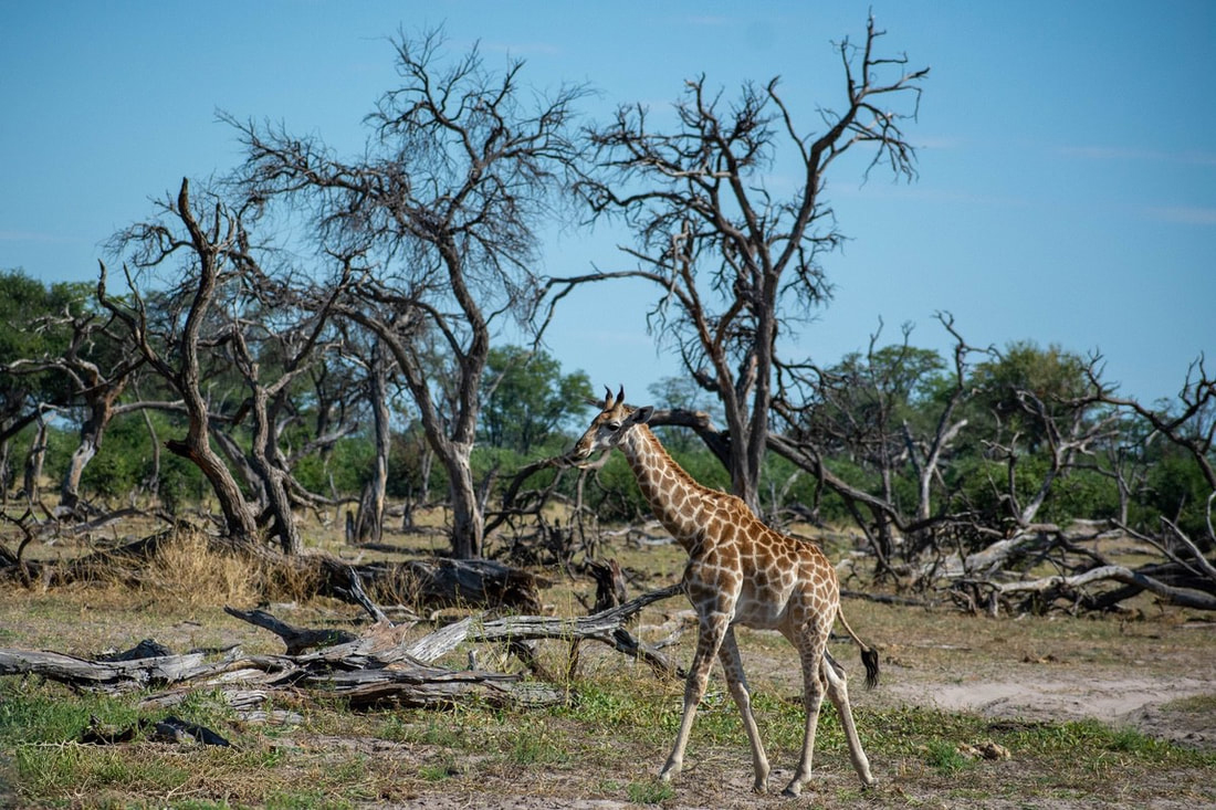 A lone giraffe walking by some dead trees, seen on Safari at Savuti