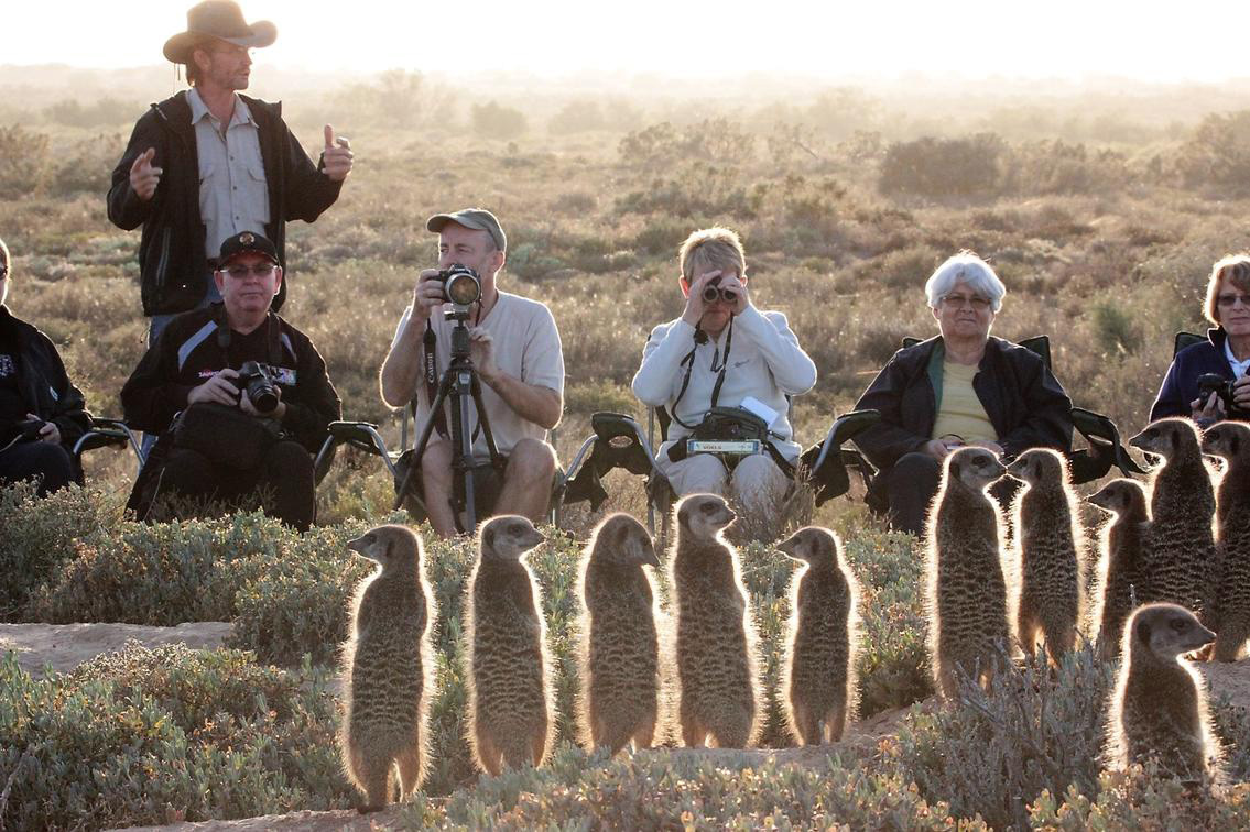 A group of guests observing a family of meerkats in Oudtshoorn