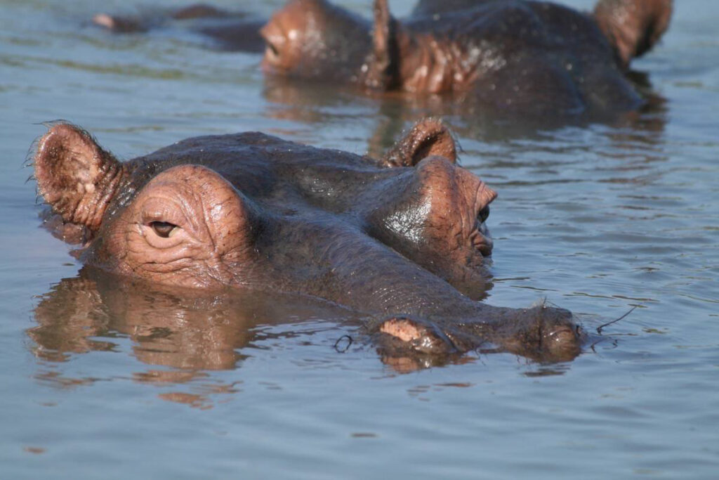 Hippos with just their eyes and nostrils sticking out the water surface in Africa