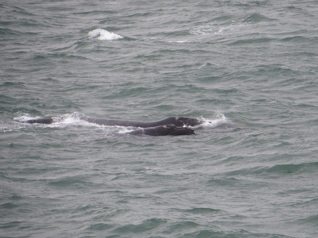 Whales in the ocean observed from land at Hermanus.