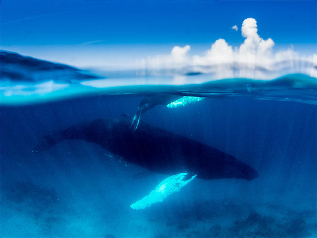 An over/under shot of Mom and Baby humpback whale as they start their descend from the surface. They are in shallow water with white sand at the bottom in crystal clear water and the clouds and blue sky at the surface in Turks & Caicos.