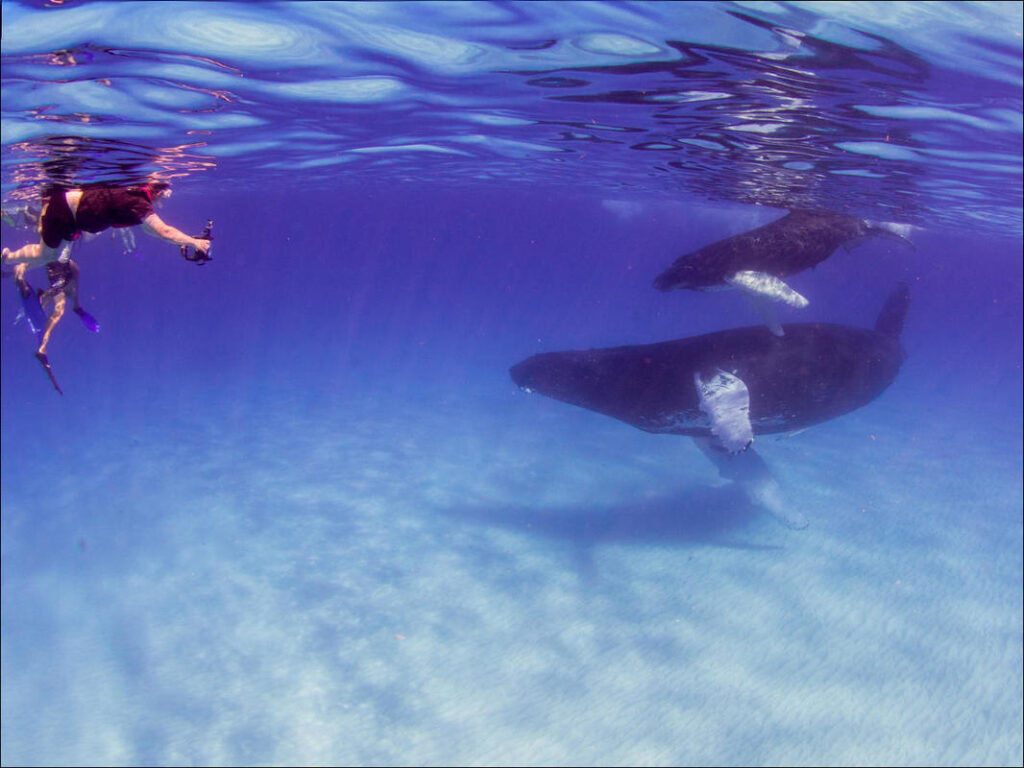 Snorkelling with Humpback Whales, Mom and Baby Humpback Whale in shallow water, hovering above white sands in crystal clear water and a snorkeller at the surface in Turks & Caicos