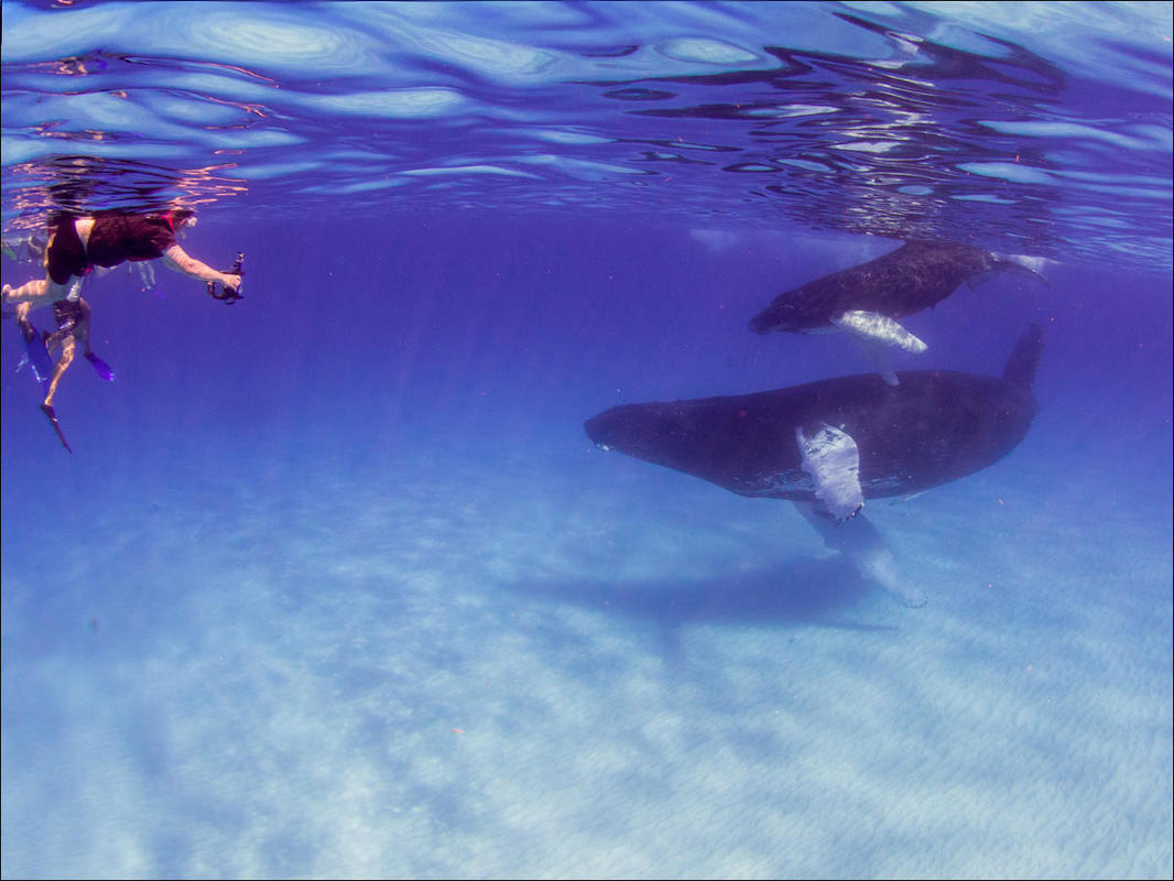 Mom and Baby Humpback Whale in shallow water, hovering above white sands in crystal clear water and a snorkeller at the surface in Turks & Caicos