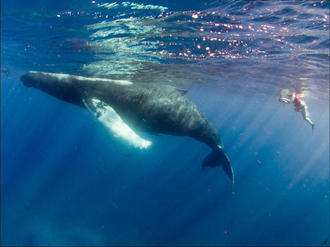 Adult Humpback whale at the surface, shot taken from underwater, sunrays shining through the water and a reflection of the whale at the surface shows, while a snorkeller observes the chilling whale just out of the tail.