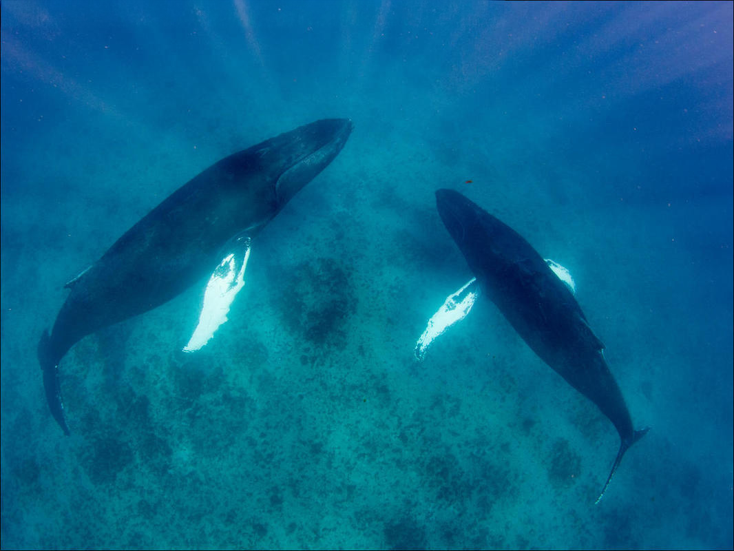 2 humpback whales from an aerial perspective, swimming towards each other above a rocky and sandy bottom in Turks & Caicos