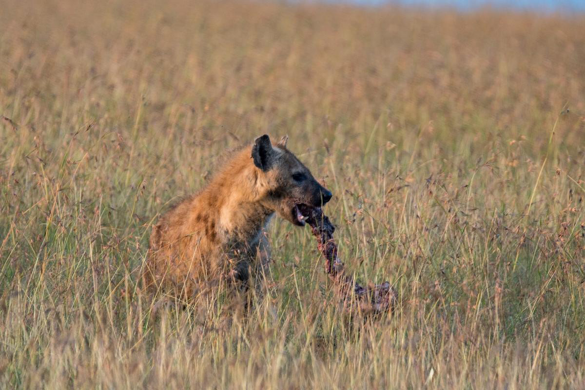 Brown spotted hyena in tall dry grass carrying a piece of carcass.