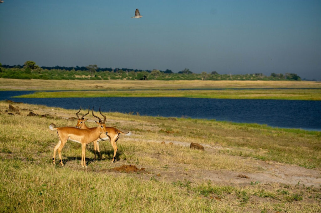 2 Impala Bulls standing on alert at one of the Chobe watering holes.