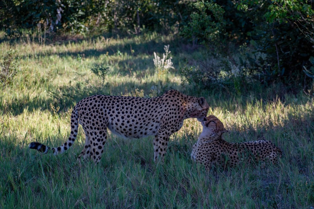 Savuti: A captivating moment captured as two cheetahs share an intimate interaction in the wild, showcasing the raw beauty and wildlife encounters in this iconic Botswana destination.