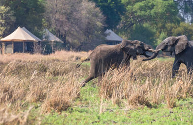 Kafue Elephants jousting outside of camp