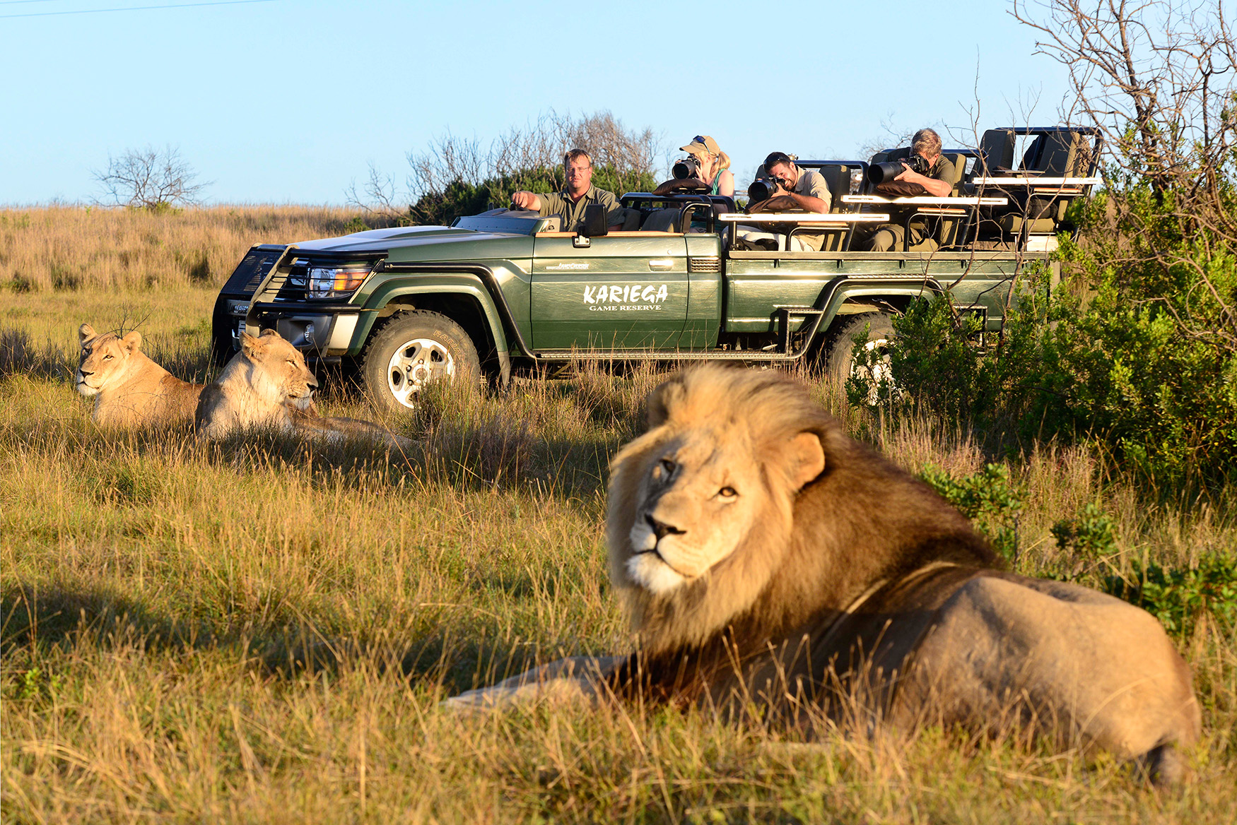 Pride of Lions being observed and photographed by guests in Kariega