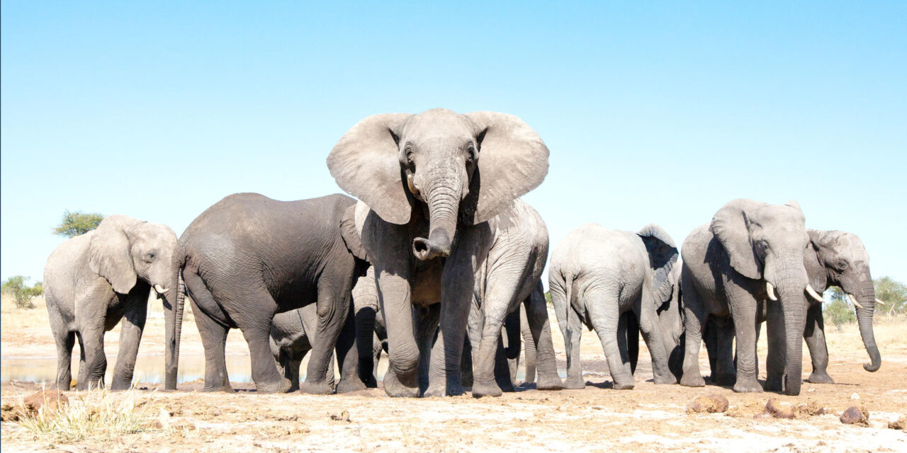Elephant Herd of about 10 - 15 elephants that can be seen when you take some of our travel deals.