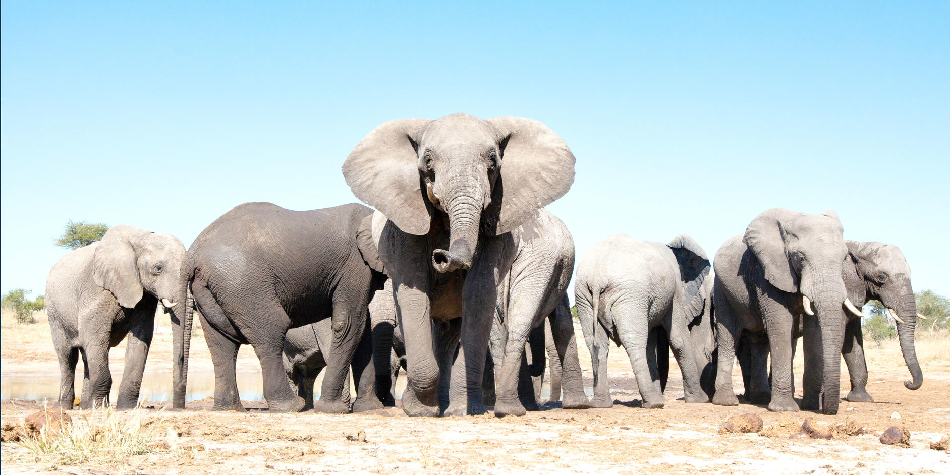 Elephant Herd of about 10 - 15 elephants that can be seen when you take some of our travel deals.