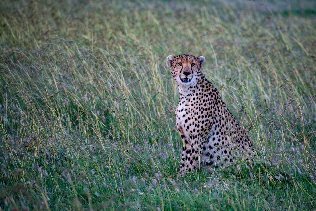 Cheetahs in Kenya works to promote cheetah conservation through research, awareness, and community participation