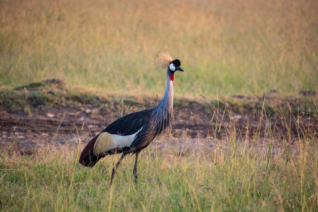 The grey crowned crane (Balearica regulorum), also known as the African crowned crane.