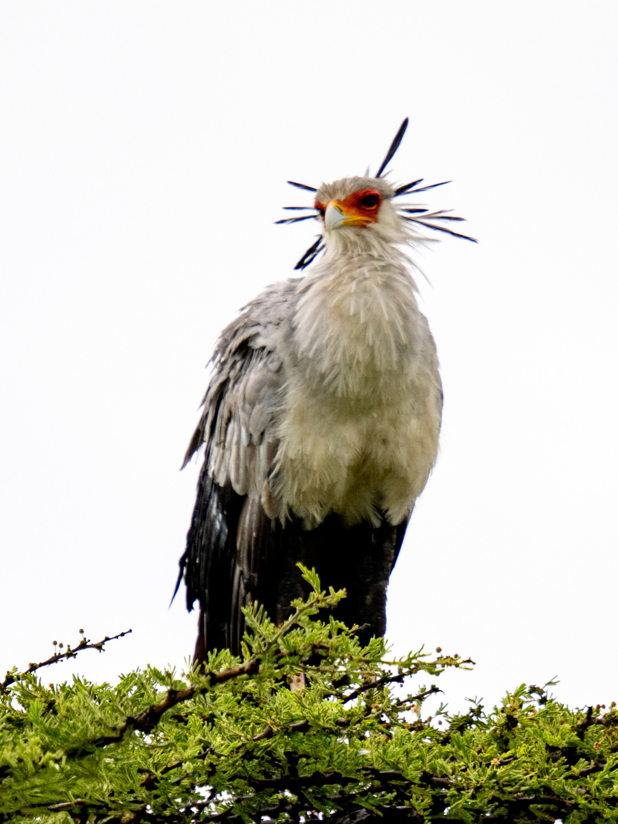 Secretary Bird standing at the tip of an acacia tree.