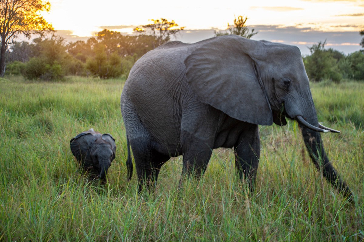 Elephant and tine baby walking through the marshlands in Khwai.