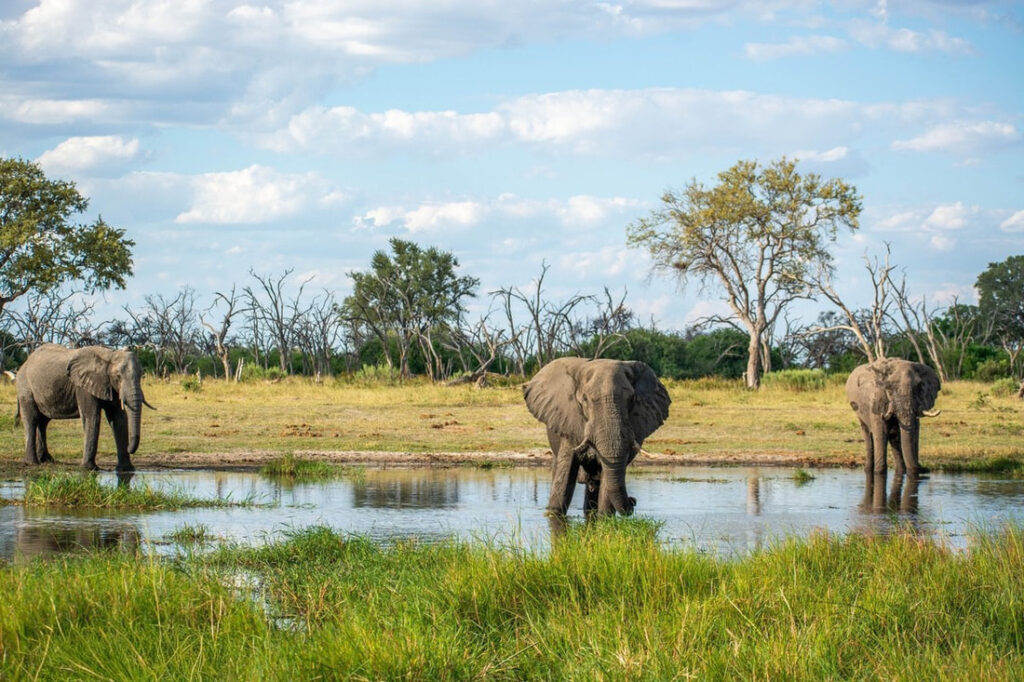 Khwai: A stunning landscape featuring a group of elephants amidst lush vegetation, capturing the essence of this breathtaking safari destination in Botswana.