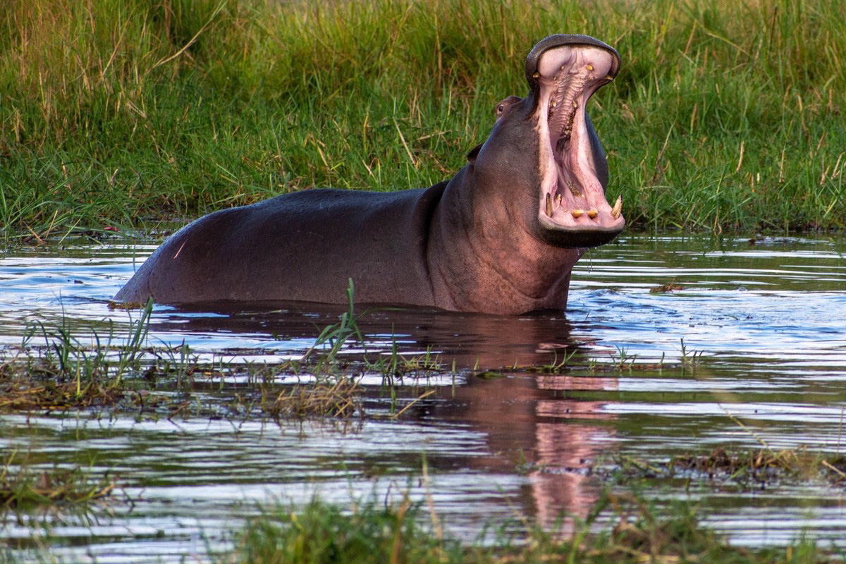 A hippo in the water at Khwai, bright green grass contrasting the hippo in the back ground and the hippo is yawning.