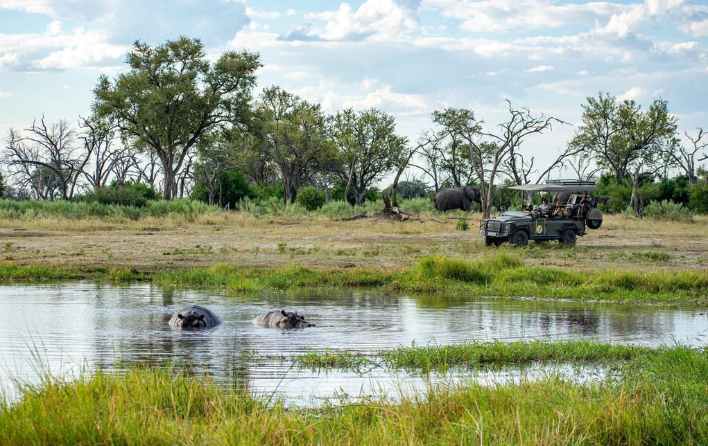 Khwai: A picturesque landscape with hippos in the water and a 4x4 safari car nearby, showcasing the thrilling wildlife encounters and natural beauty of this premier safari destination.