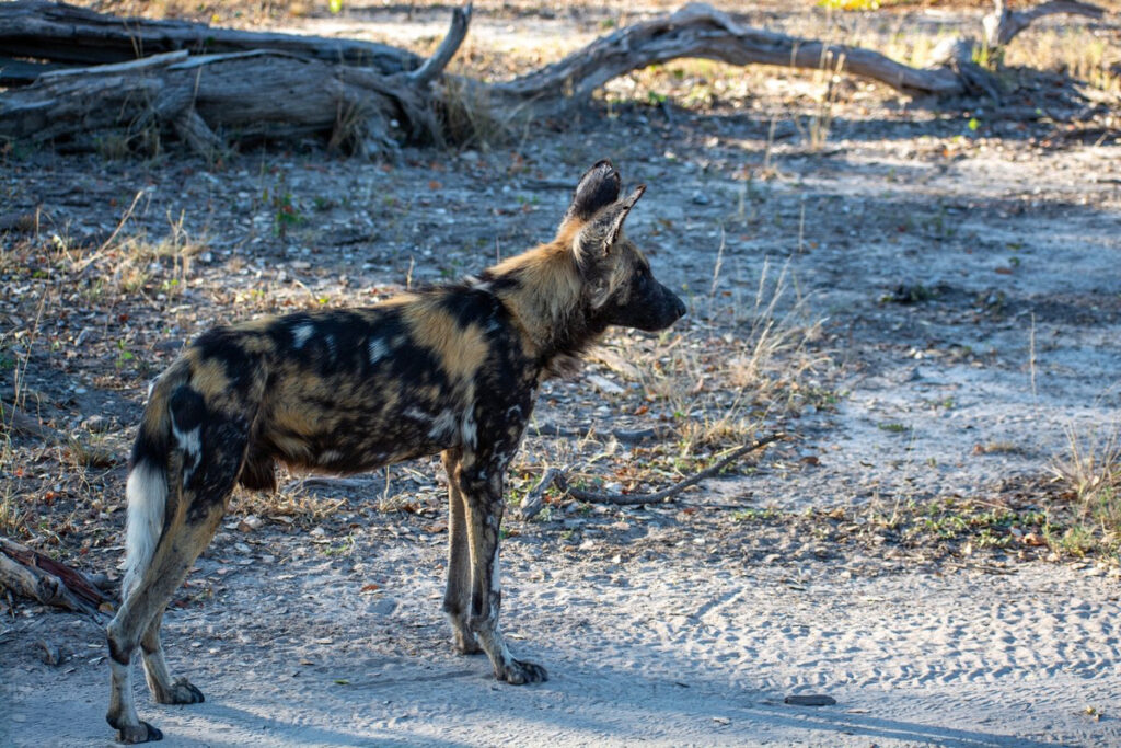 Male African Wild Dog, stading on some sand with a dead tree in the background