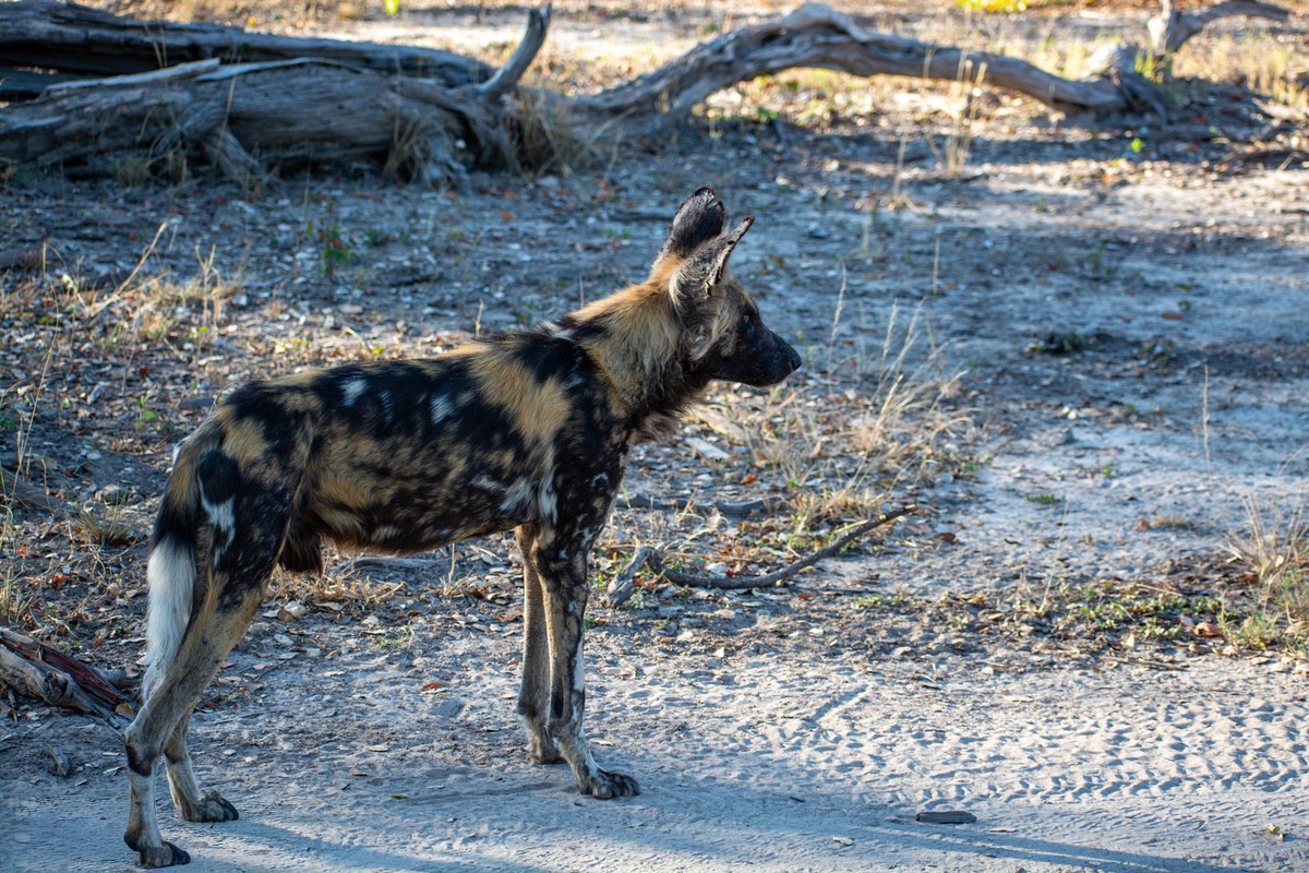 Male African Wild Dog, stading on some sand with a dead tree in the background