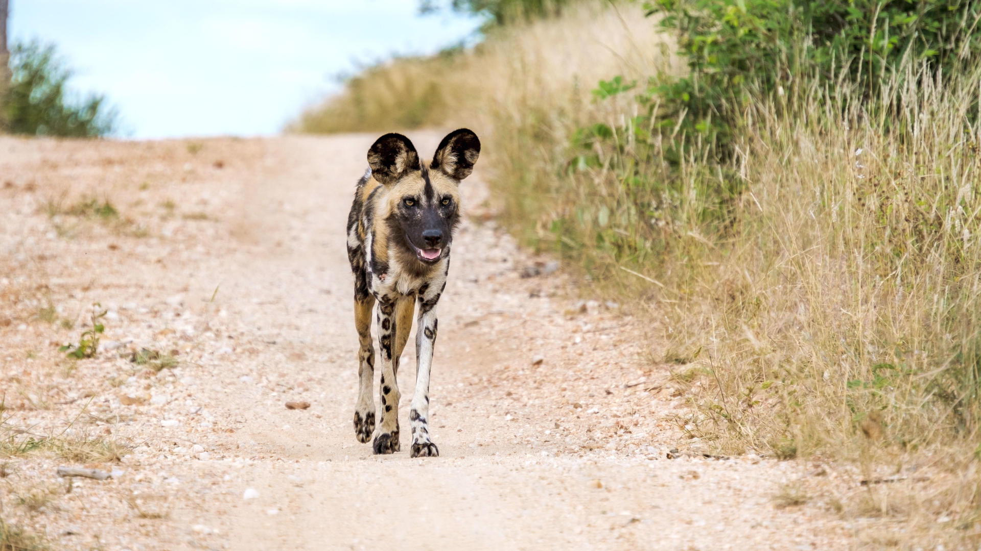Wild Dog walking on its own in Klaserie.