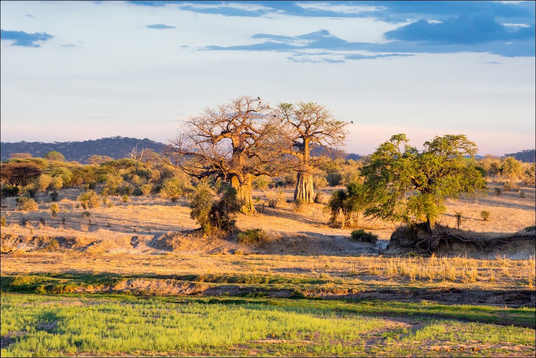 Beautiful view of the landscapes at Ruaha National Park with 2 baobabs being the prominent features.