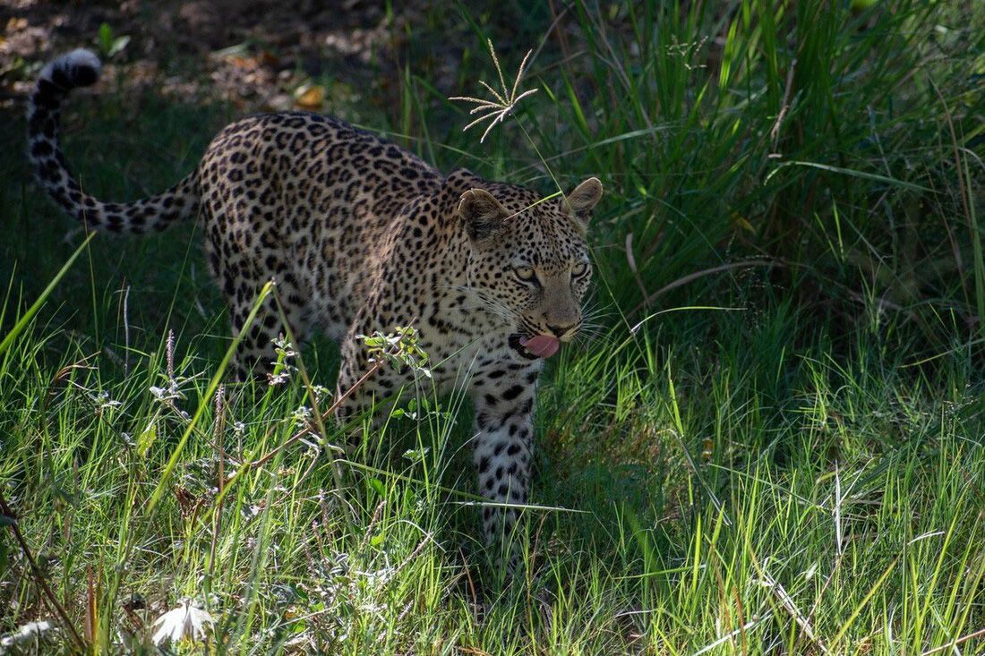 A Moremi leopard walking in the shade through some tall green grass