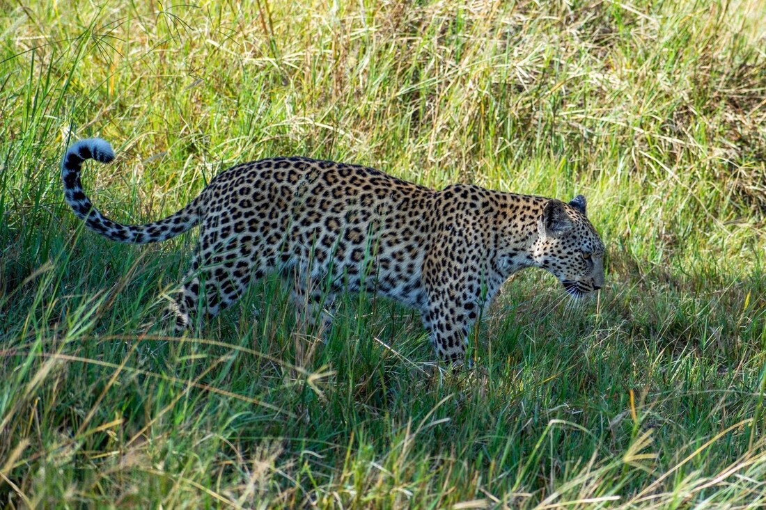 A Moremi leopard walking in the shade surrounded by some green grass