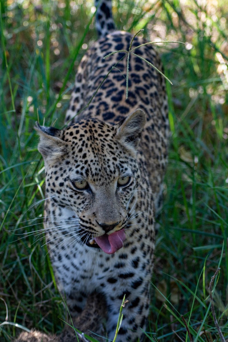 A Moremi leopard walking in the shade through towards the camera looking to the right.