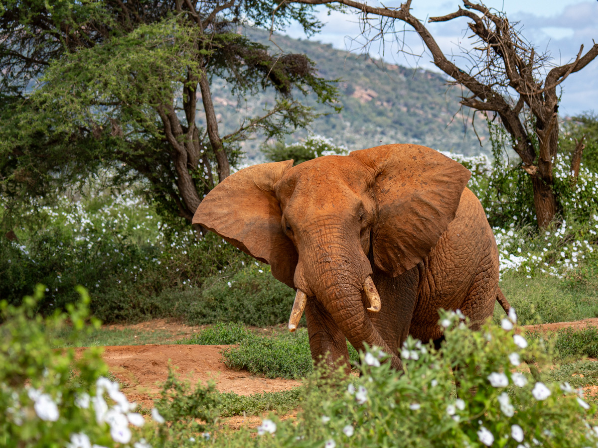 Elephant framed by greenery in the background in Laikipia