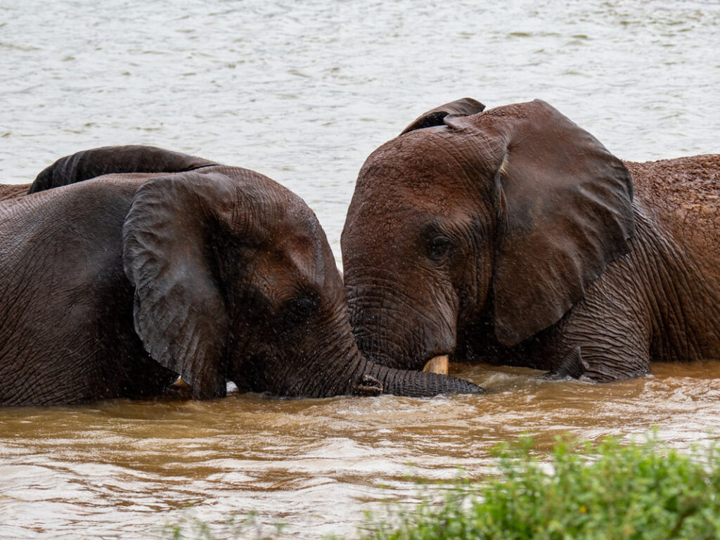 2 Elephants in water deep enough that they are shoulder height, standing head to head.