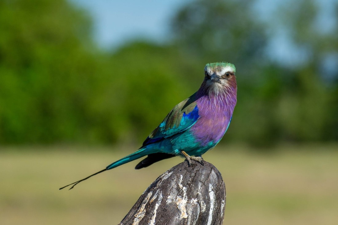 Beautiful Lilac Breasted Roller, standing on a dead stump, looking straight at the camera.