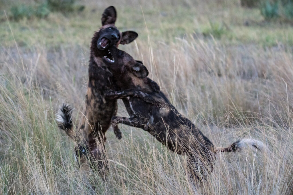 Some playful wild dogs both in hind legs