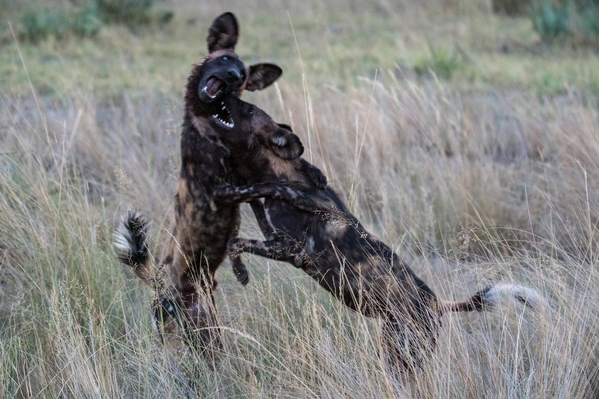 Some playful wild dogs both in hind legs