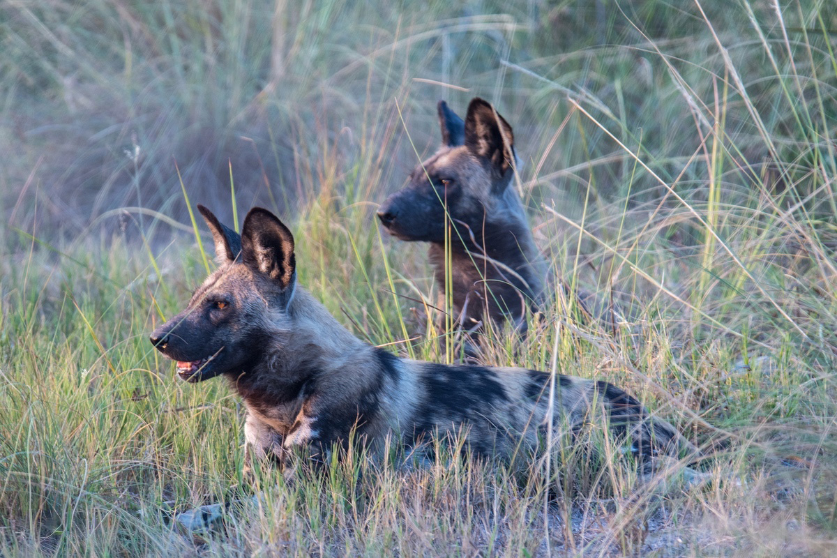 Wild Dogs looking left, both surrounded by long grass, one only having the head stick out.