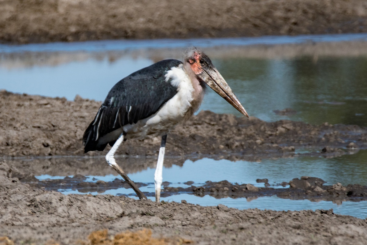 A wolly neck stork in Linyanti that is walking next to a body of water